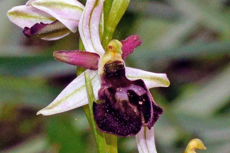 Orchidee da identificare